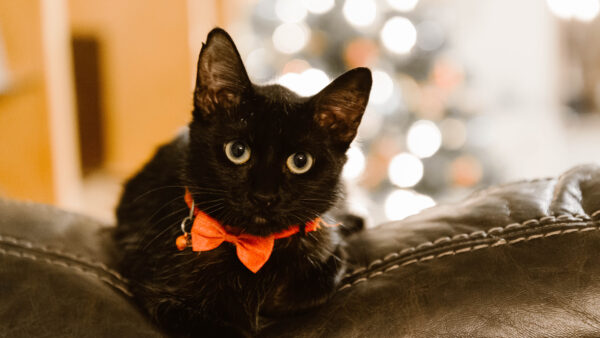 Wallpaper Bokeh, Mobile, Blur, Lights, Yellow, Desktop, Closeup, Eyes, Cute, Cat, Black, Background, View