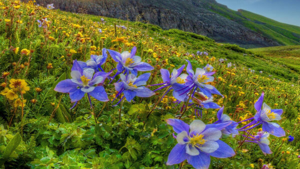 Wallpaper Field, Purple, Flowers, Mountain, Columbine, Slope