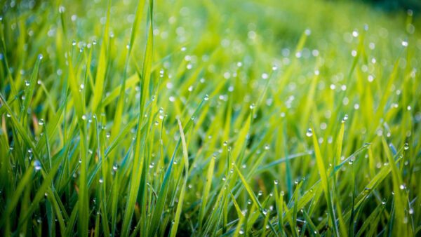 Wallpaper Blur, Closeup, Desktop, View, Background, Macro, Grass, With, Green, Bokeh, Water, Drops, Mobile