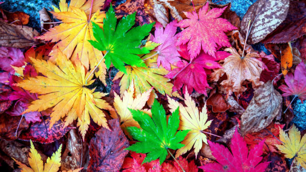 Wallpaper View, Dry, Closeup, Green, Pink, Brown, Yellow, Autumn, Leaves