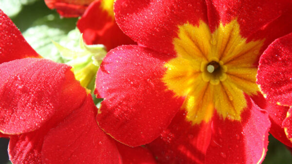 Wallpaper Yellow, Red, Flowers, Primula