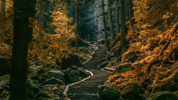 Wallpaper Autumn, Trees, Yellow, Nature, Background, Forest, Stairs, Stone, Leaves, Path