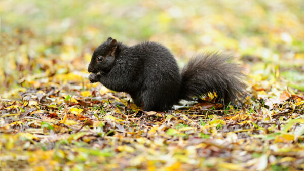 Wallpaper Blur, Leaves, Background, Dry, Squirrel, Black, Standing