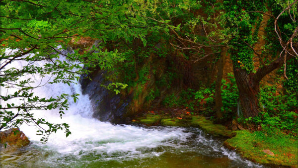 Wallpaper Forest, Bushes, Background, Waterfall, Trees, Lake, Green, Nature