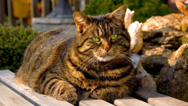 Wallpaper Cute, Brown, Yellow, Wood, Sitting, Cat, Eyes, Black, Dock