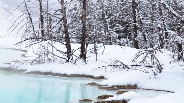 Wallpaper Branches, Nature, Water, Coast, Mobile, Lake, Trees, Frozen, Reflection, Desktop