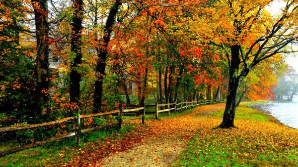 Wallpaper Fall, Yellow, Red, Green, Leaves, Trees, River, Fence, Autumn, Wood