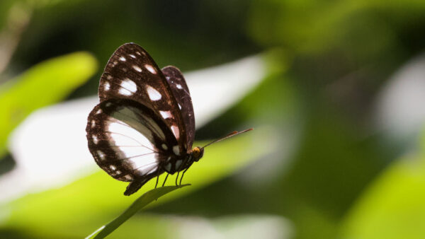 Wallpaper White, Butterfly, Dots, Leaf, Blur, Black, Design, Green, Background