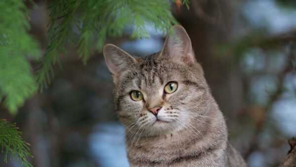 Wallpaper Desktop, Cat, Look, Eyes, With, Background, Yellow, Stare, Light, Blur