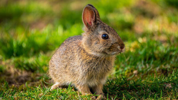 Wallpaper Rabbit, Grass, Background, Bunny, Bokeh, Sitting, Green, Blur