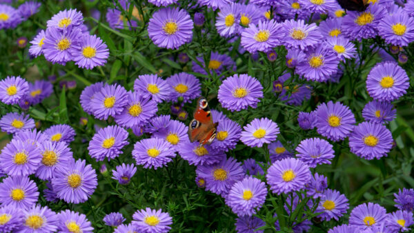 Wallpaper Desktop, Grass, Mobile, Flowers, Butterfly, Purple, Photography, Bushes, Brown, Daisies