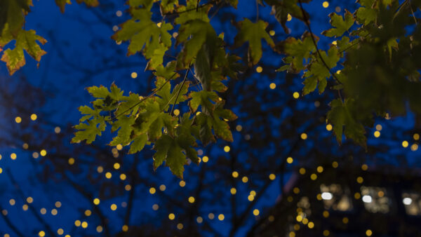 Wallpaper Lights, Green, Photography, Bokeh, Tree, Desktop, Sky, Leaves, Blue, Yellow, Background, Branches, Maple, Mobile