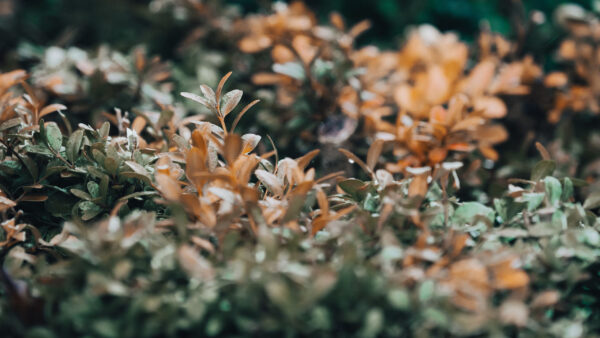 Wallpaper Blur, Green, Water, Leaves, Background, Plants, Photography, With, Drops