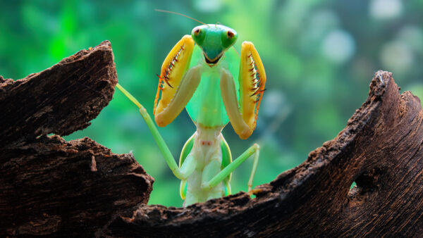 Wallpaper Wood, Praying, Desktop, Background, Bugs, Standing, Mantis, Blur