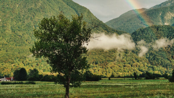 Wallpaper Rainbow, Field, Blue, Grass, Bushes, Flowers, Trees, Fog, White, Greenery, Desktop, Nature, Mountains, With, Sky