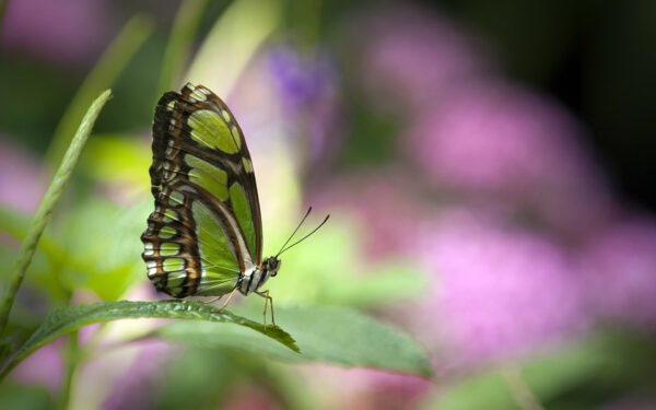 Wallpaper Green, Butterfly