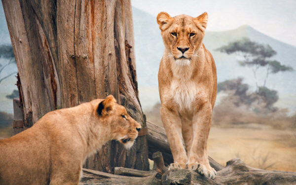 Wallpaper African, Lioness