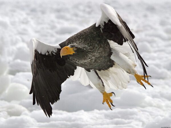 Wallpaper Eagle, Stellers