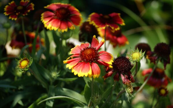 Wallpaper Flower, Blanket