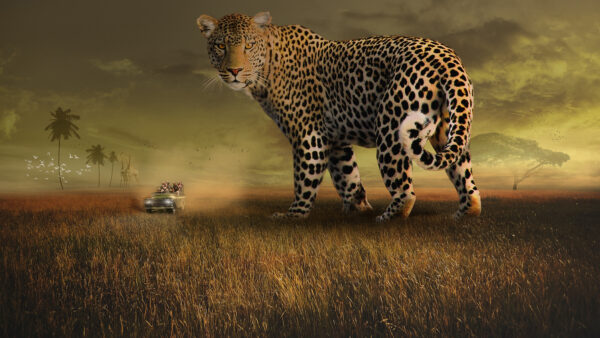 Wallpaper Safari, Leopard