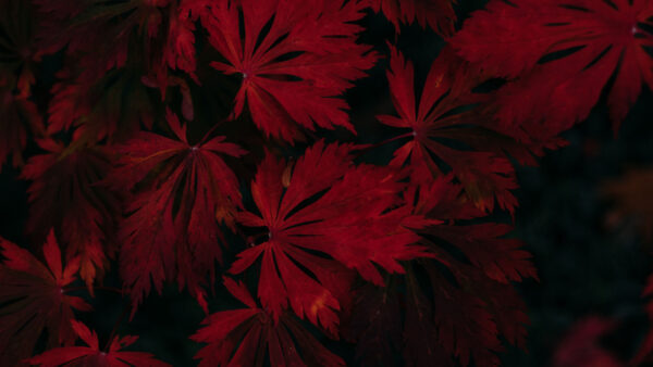 Wallpaper Black, Background, Red, Leaves