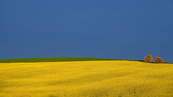 Wallpaper Desktop, Blue, Green, Daytime, Earth, With, Field, During, Mobile, Rapeseed, Trees, Landscape, Two, Sky, Nature, Under