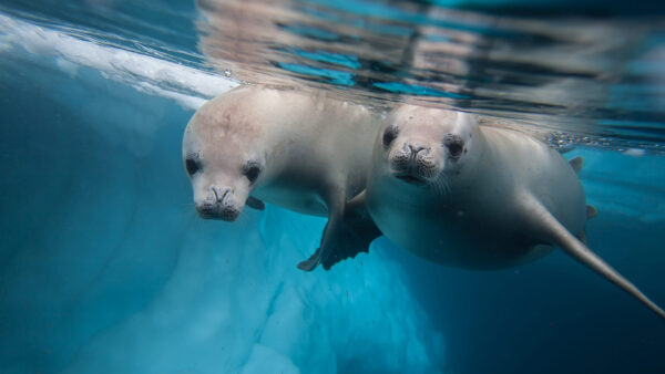 Wallpaper Are, Water, Animals, Seals, Body, Desktop