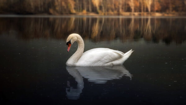 Wallpaper Mute, Animals, Cool, Download, Desktop, Wallpaper, Background, Swan, Pc, Images, 1920×1080, Free, Birds