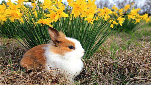 Wallpaper Grass, Sitting, Cute, And, Near, Plant, Flowers, Rabbit, White, Yellow, Animals, Dry, Brown, Desktop