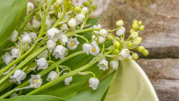 Wallpaper Lily, Flowers, Valley, Desktop, The