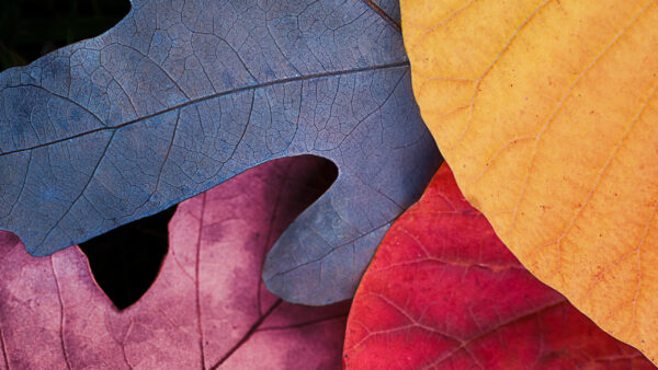 Wallpaper Colorful, Leaves, Autumn, MacBook, Pro