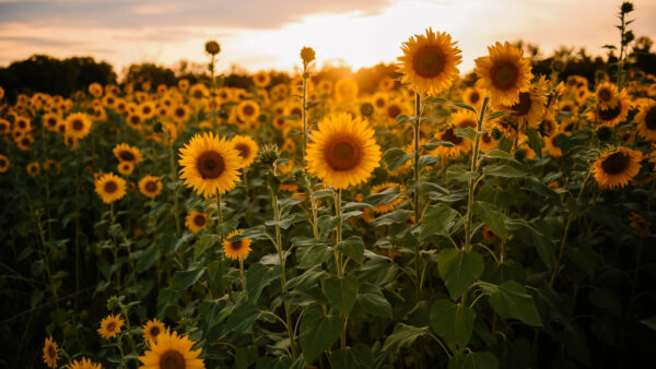 Wallpaper During, Sunflowers, Desktop, Flowers, Sunset