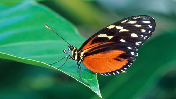 Wallpaper Nice, Edge, Leaf, Butterfly, Green, Standing, Desktop, Picture