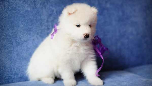 Wallpaper Couch, With, Animals, Neck, White, Cute, Sitting, Puppy, Blue, Purple, Ribbon