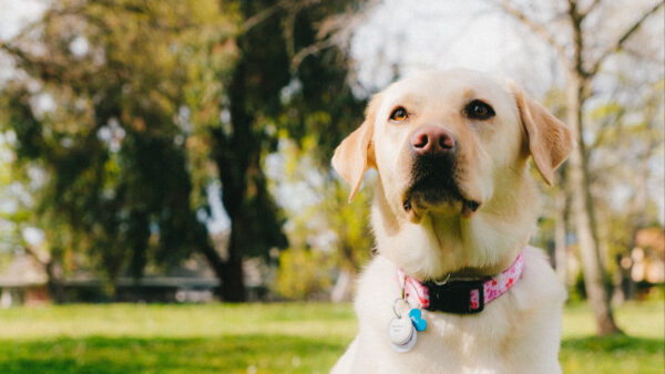 Wallpaper Dog, Blur, Desktop, Background, Labrador, Retriever, White, Mobile, Trees