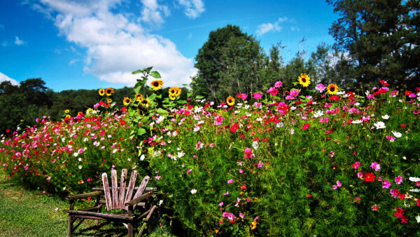 Wallpaper Sunflowers, Garden, With