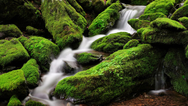 Wallpaper Forest, Water, Covered, Stream, Desktop, Between, Rocks, Green, Algae