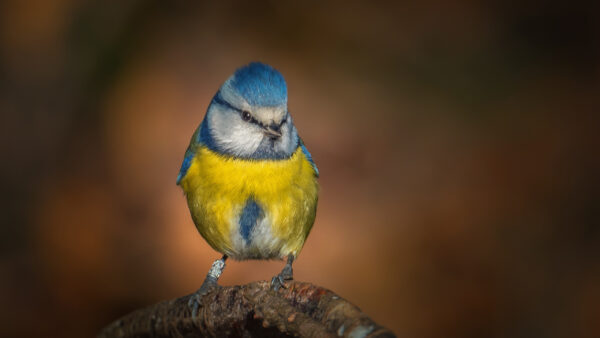 Wallpaper Desktop, Titmouse, Blue, Blur, Background, Tree, Trunk, Yellow, Birds