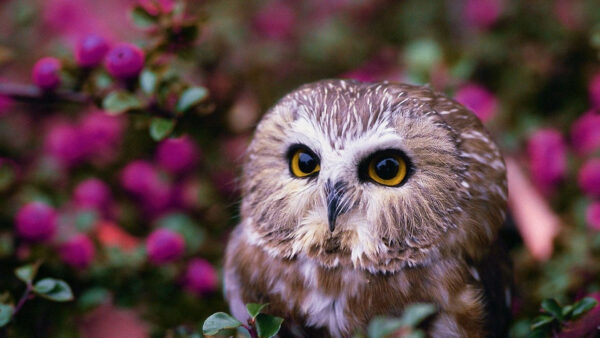 Wallpaper Pink, Desktop, Brown, Blur, White, Owl, Flowers, Background