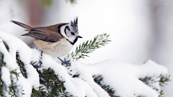 Wallpaper Sitting, And, White, Background, Bird, Animals, Blur, Brown, Desktop, Cute, Snow