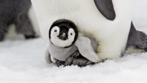 Wallpaper Baby, Penguin, Field, Snow, Desktop, White, Black, Sitting