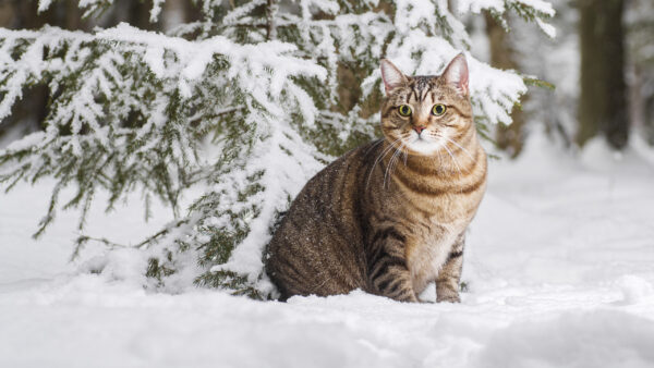 Wallpaper Forest, Desktop, Background, Snow, Cat, Covered, Sitting, Cats, Brown, Trees