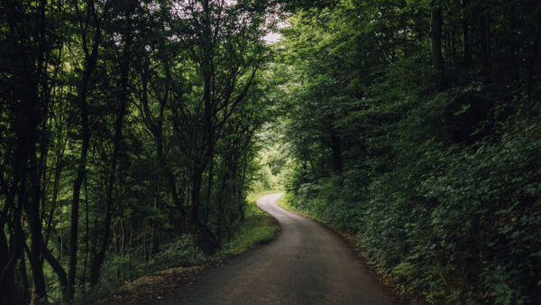 Wallpaper Plants, Trees, Road, Mobile, Desktop, Bushes, Nature, Green, Between, Turn