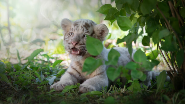 Wallpaper Cub, Green, Lying, Near, Ground, Blur, Down, Bokeh, Leaves, Background, Lion, Plant