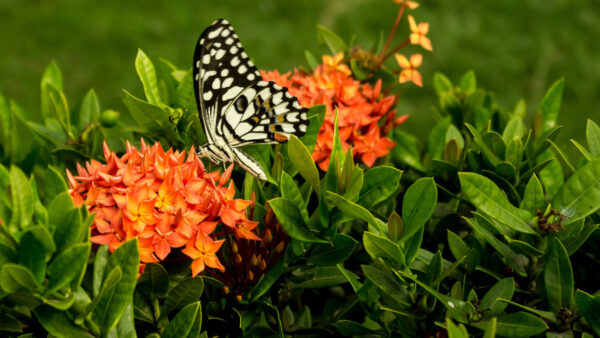 Wallpaper Flowers, Black, Sitting, White, Butterfly, Yellow, Red