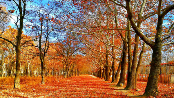 Wallpaper Trees, Sky, Blue, Desktop, Under, Fallen, Orange, Leaves, Between, Path, Nature, Mobile