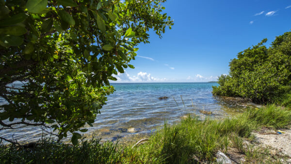 Wallpaper Trees, Desktop, Sky, Ocean, Sea, Green, Mobile, Nature, Grass, Under, Blue, Coast, Shrubs