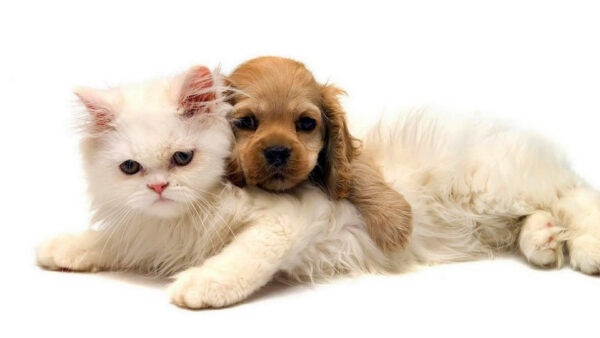 Wallpaper And, Cat, Brown, White, Dog, Desktop, Dogs, Puppy, Kitten, Cats, Background
