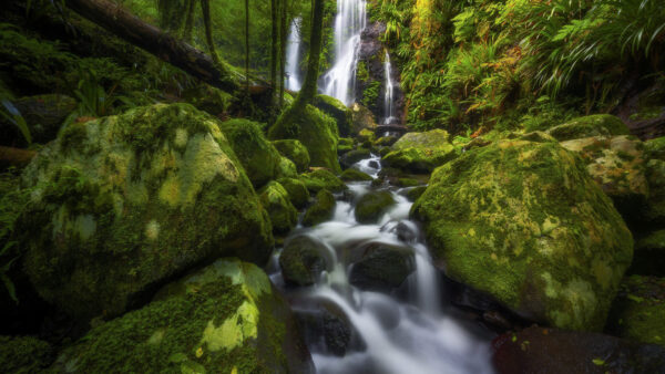 Wallpaper Stream, Water, And, Between, Covered, Algae, Waterfall, Rocks, Trees, Nature