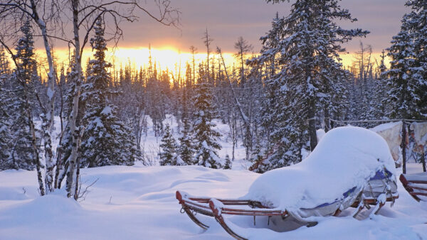 Wallpaper Snow, Sunset, Nature, Sleigh, Trees, Winter, Desktop, Mobile, Photography, Pine